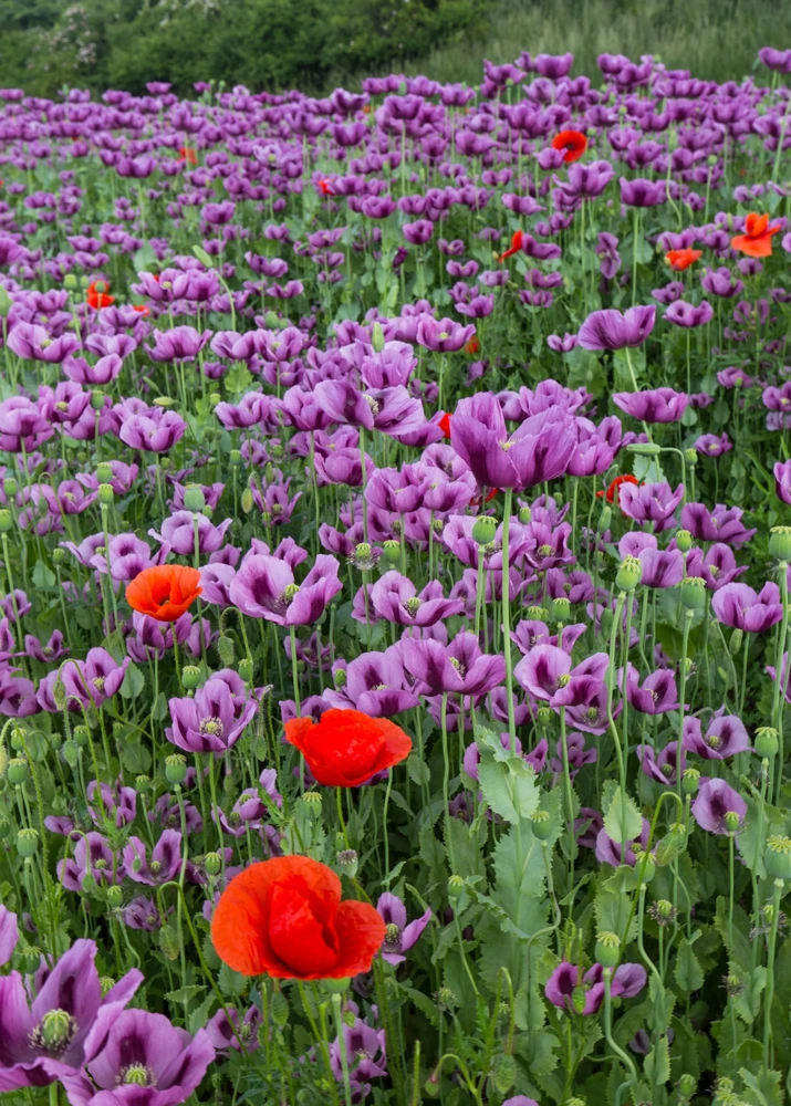 500 Organic Turkish Blue Poppy Seeds – Heirloom Papaver Purple to Red Flower Seeds - Image 9