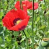 500+ Poppy Flower Seeds (Papaver Somniferum) - Beautiful USA Grown Annuals - Image 1