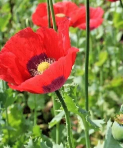 500+ Poppy Flower Seeds (Papaver Somniferum) - Beautiful USA Grown Annuals - Image 1