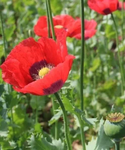 500+ Poppy Flower Seeds (Papaver Somniferum) - Beautiful USA Grown Annuals - Image 2