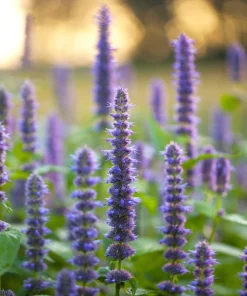 500 Purple Anise Hyssop Seeds - Blue Giant Licorice Mint Agastache Foeniculum - Image 10