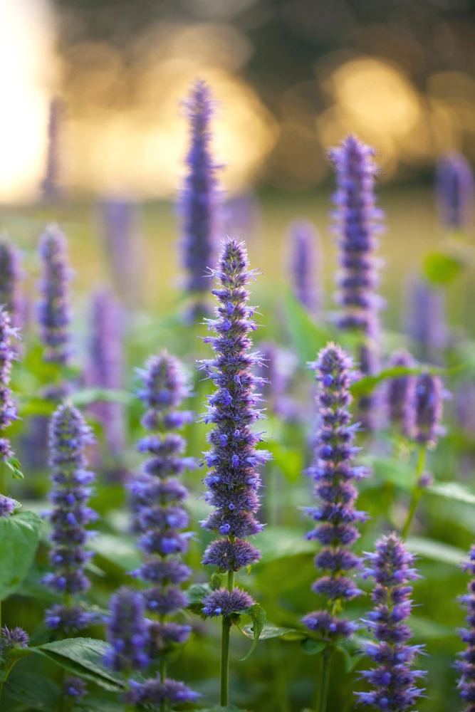 500 Purple Anise Hyssop Seeds - Blue Giant Licorice Mint Agastache Foeniculum - Image 10