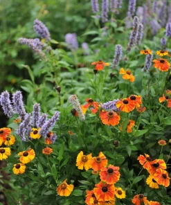 500 Purple Anise Hyssop Seeds - Blue Giant Licorice Mint Agastache Foeniculum - Image 11