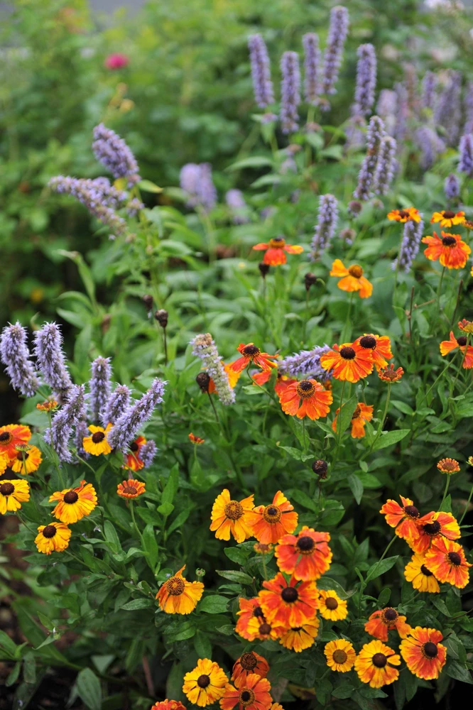 500 Purple Anise Hyssop Seeds - Blue Giant Licorice Mint Agastache Foeniculum - Image 11