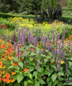 500 Purple Anise Hyssop Seeds - Blue Giant Licorice Mint Agastache Foeniculum - Image 12