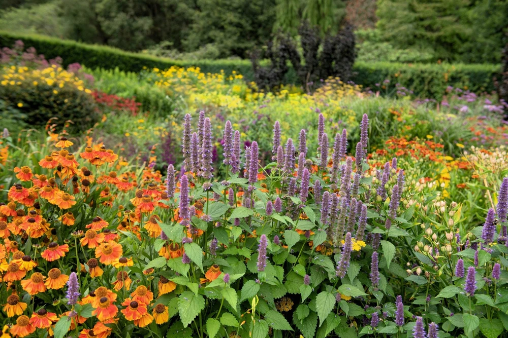 500 Purple Anise Hyssop Seeds - Blue Giant Licorice Mint Agastache Foeniculum - Image 12