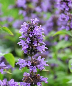 500 Purple Anise Hyssop Seeds - Blue Giant Licorice Mint Agastache Foeniculum - Image 2