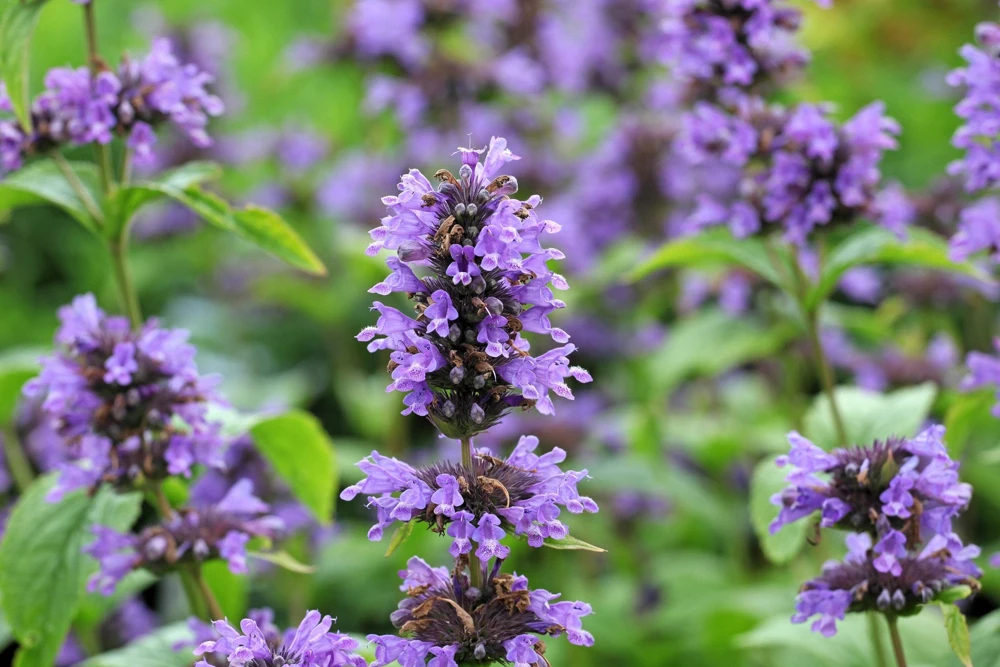 500 Purple Anise Hyssop Seeds - Blue Giant Licorice Mint Agastache Foeniculum - Image 2