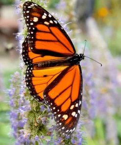 500 Purple Anise Hyssop Seeds - Blue Giant Licorice Mint Agastache Foeniculum - Image 3