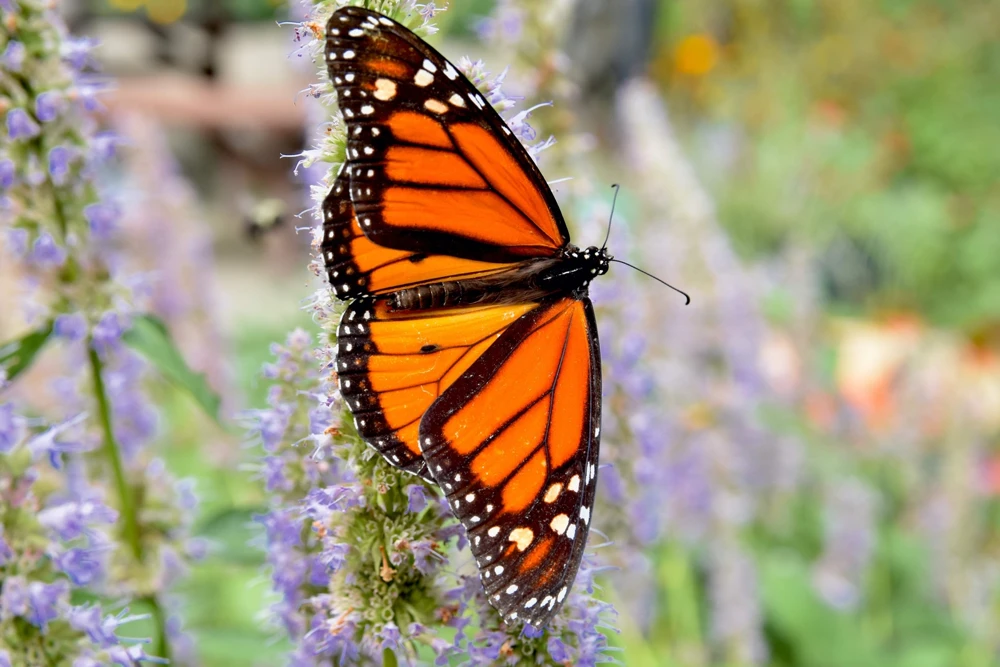 500 Purple Anise Hyssop Seeds - Blue Giant Licorice Mint Agastache Foeniculum - Image 3