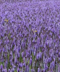 500 Purple Anise Hyssop Seeds - Blue Giant Licorice Mint Agastache Foeniculum - Image 4
