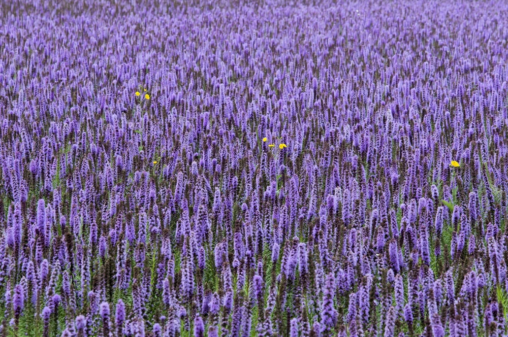 500 Purple Anise Hyssop Seeds - Blue Giant Licorice Mint Agastache Foeniculum - Image 4