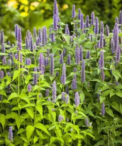 500 Purple Anise Hyssop Seeds - Blue Giant Licorice Mint Agastache Foeniculum - Image 5
