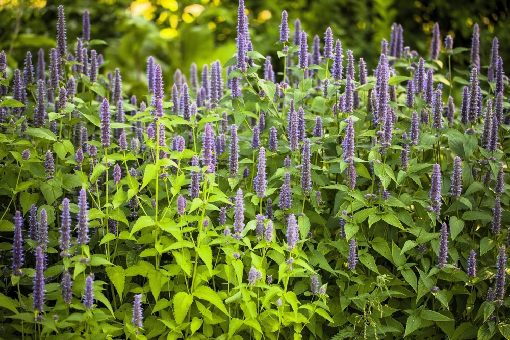 500 Purple Anise Hyssop Seeds - Blue Giant Licorice Mint Agastache Foeniculum - Image 5