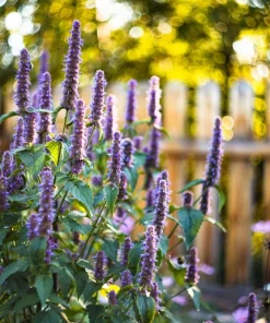 500 Purple Anise Hyssop Seeds - Blue Giant Licorice Mint Agastache Foeniculum - Image 6