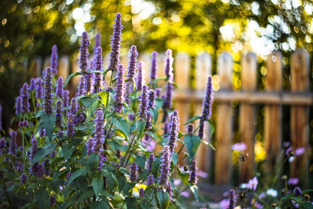 500 Purple Anise Hyssop Seeds - Blue Giant Licorice Mint Agastache Foeniculum - Image 6