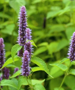 500 Purple Anise Hyssop Seeds - Blue Giant Licorice Mint Agastache Foeniculum - Image 7