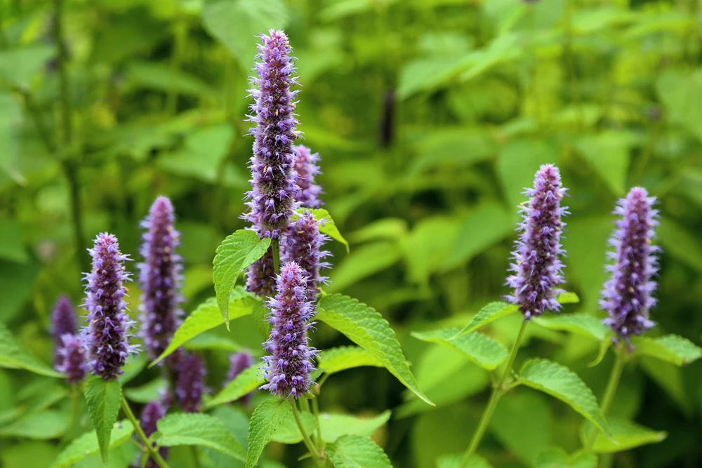 500 Purple Anise Hyssop Seeds - Blue Giant Licorice Mint Agastache Foeniculum - Image 7