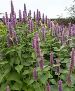 500 Purple Anise Hyssop Seeds - Blue Giant Licorice Mint Agastache Foeniculum - Image 8