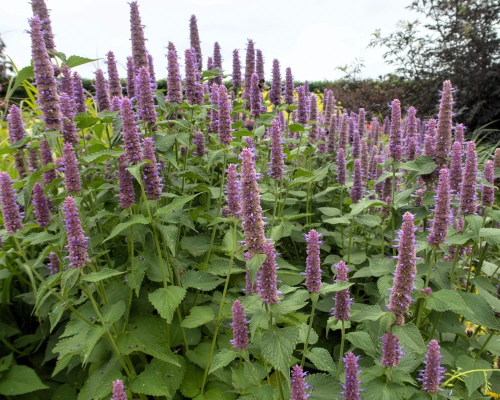 500 Purple Anise Hyssop Seeds - Blue Giant Licorice Mint Agastache Foeniculum - Image 8