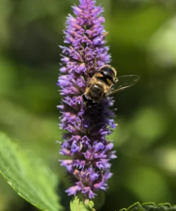 500 Purple Anise Hyssop Seeds - Blue Giant Licorice Mint Agastache Foeniculum - Image 9