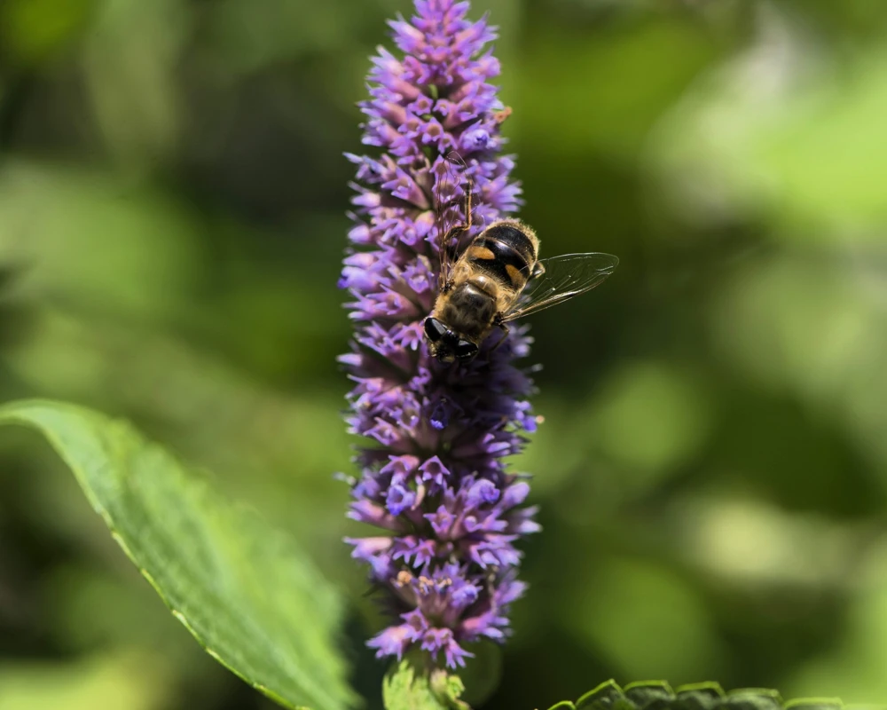 500 Purple Anise Hyssop Seeds - Blue Giant Licorice Mint Agastache Foeniculum - Image 9