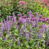 500 Purple Anise Hyssop Seeds - Blue Giant Licorice Mint Agastache Foeniculum - Image 1