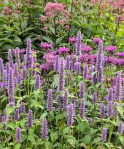 500 Purple Anise Hyssop Seeds - Blue Giant Licorice Mint Agastache Foeniculum - Image 1