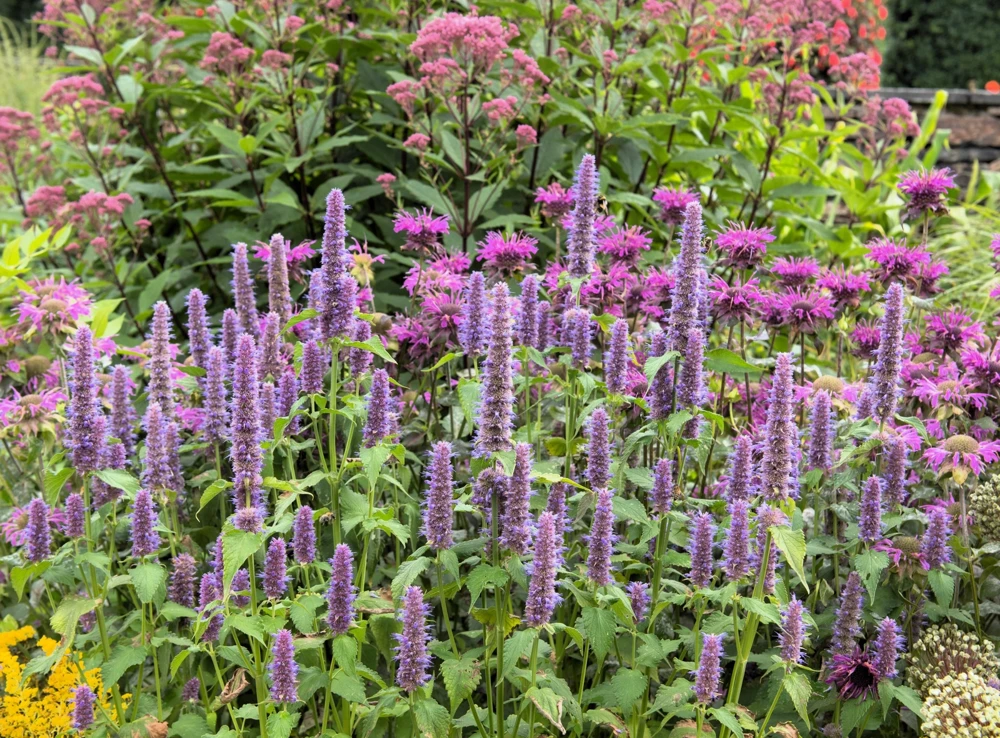 500 Purple Anise Hyssop Seeds - Blue Giant Licorice Mint Agastache Foeniculum - Image 1