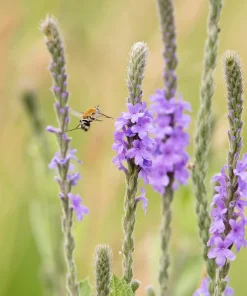 500 Purple Hoary Vervain Verbena Stricta Flower Seeds Outdoor - Image 10
