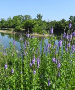 500 Purple Hoary Vervain Verbena Stricta Flower Seeds Outdoor - Image 12
