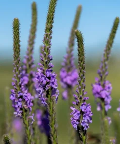 500 Purple Hoary Vervain Verbena Stricta Flower Seeds Outdoor - Image 2