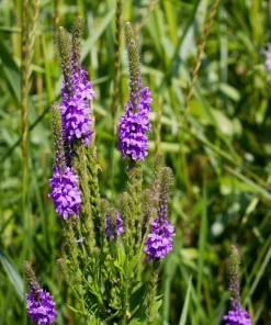 500 Purple Hoary Vervain Verbena Stricta Flower Seeds Outdoor - Image 3