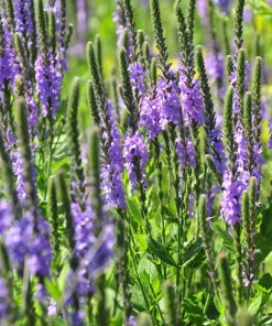 500 Purple Hoary Vervain Verbena Stricta Flower Seeds Outdoor - Image 4