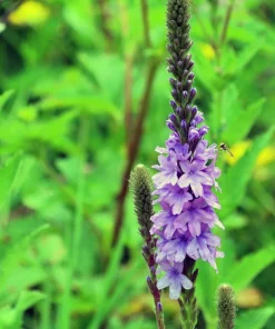 500 Purple Hoary Vervain Verbena Stricta Flower Seeds Outdoor - Image 5