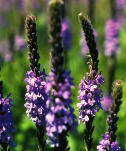 500 Purple Hoary Vervain Verbena Stricta Flower Seeds Outdoor - Image 6