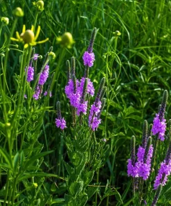 500 Purple Hoary Vervain Verbena Stricta Flower Seeds Outdoor - Image 7