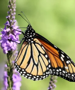500 Purple Hoary Vervain Verbena Stricta Flower Seeds Outdoor - Image 8