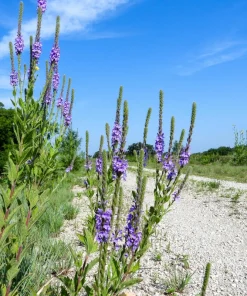 500 Purple Hoary Vervain Verbena Stricta Flower Seeds Outdoor - Image 9