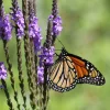 500 Purple Hoary Vervain Verbena Stricta Flower Seeds Outdoor - Image 1
