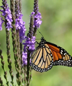 500 Purple Hoary Vervain Verbena Stricta Flower Seeds Outdoor - Image 1