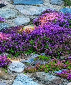 500 Purple Rockcress Seeds - Aubrieta Deltoidea Flower Seeds for Gardens - Image 10