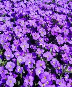500 Purple Rockcress Seeds - Aubrieta Deltoidea Flower Seeds for Gardens - Image 11