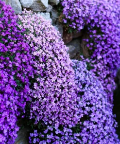 500 Purple Rockcress Seeds - Aubrieta Deltoidea Flower Seeds for Gardens - Image 12