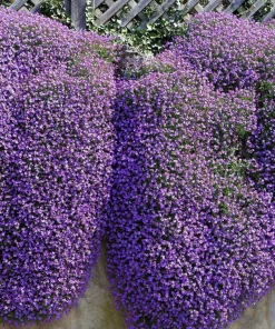 500 Purple Rockcress Seeds - Aubrieta Deltoidea Flower Seeds for Gardens - Image 13