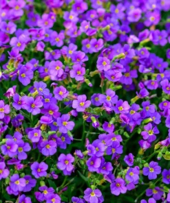 500 Purple Rockcress Seeds - Aubrieta Deltoidea Flower Seeds for Gardens - Image 3