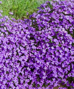 500 Purple Rockcress Seeds - Aubrieta Deltoidea Flower Seeds for Gardens - Image 4