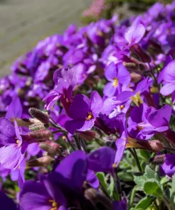 500 Purple Rockcress Seeds - Aubrieta Deltoidea Flower Seeds for Gardens - Image 5