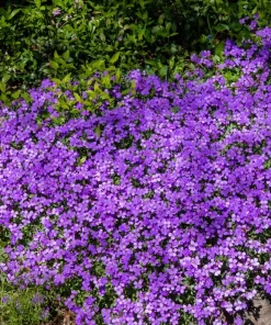 500 Purple Rockcress Seeds - Aubrieta Deltoidea Flower Seeds for Gardens - Image 6