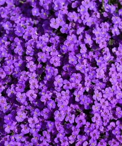 500 Purple Rockcress Seeds - Aubrieta Deltoidea Flower Seeds for Gardens - Image 7